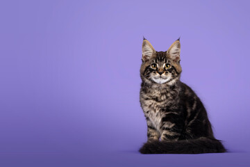 Cool tabby Maine Coon cat kitten, sitting side ways. Looking towards camera. Isolated on a purple...
