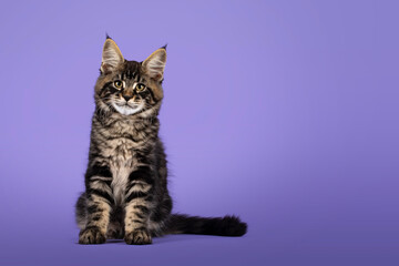 Cool tabby Maine Coon cat kitten, sitting facing front. Looking towards camera. Isolated on a purple background.