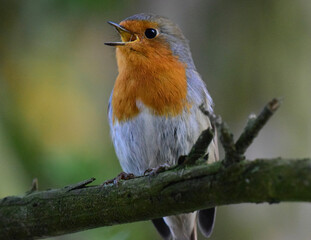 robin in the snow singing - rouge gorge