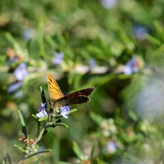 butterfly on a flower