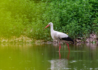 white stork 