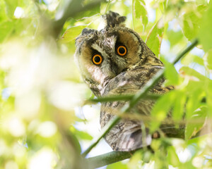 Owl on a branch - hibou moyen duc