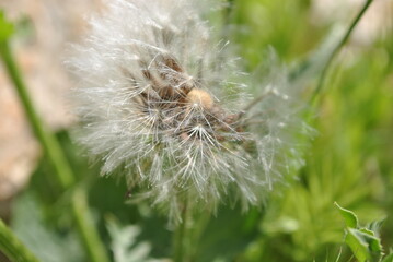 A dandelion flower head composed of numerous small florets (top)