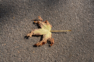 Barcelona - Autum leaf on asphalt