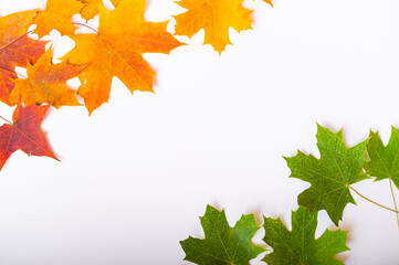 Top view of maple leaves on a white background. Empty space for text. Yellow foliage on a green background. The concept of the changing seasons.