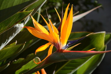 Bird of Paradise Flower. Colorful flower Bird of paradise (Strelitzia Reginae) blossom in botanic garden