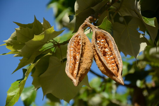 Brush Kurrajong (Brachychiton discolor)Bottle tree seeds closeup