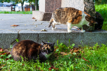 City of cats, three colorful cats in the park