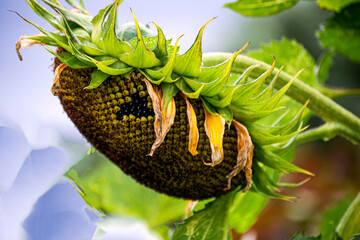 Sunflower flower with ripe seeds in the garden.
