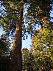 Fototapeta premium trees in the park in autumn