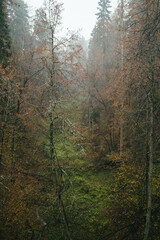 forest in fog