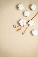 Cotton flowers on a beige plaster background. Flower composition. Top view, flat lay, copy space. Textured object