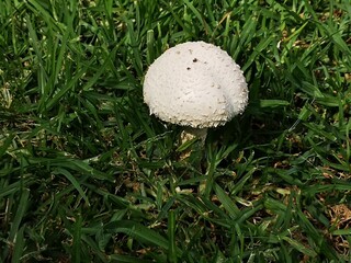 mushroom in the grass in garden