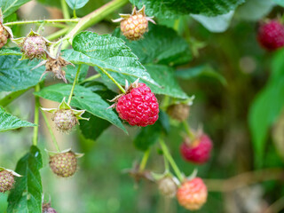 Close-up of a red raspberry berry hanging on a branch. A natural product, some of the berries have been eaten.