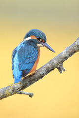 Closeup of a common kingfisher (Alcedo atthis) perched on a branch 