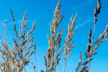 Obraz premium reed against blue sky