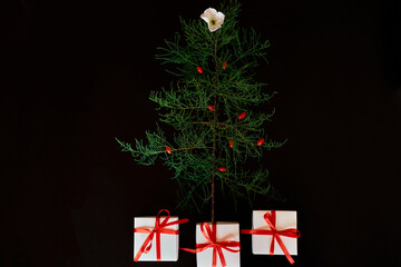 Flat Lay Of needle Leaves In A Shape Of A Christmas Tree with flower and berries, presents gifts box Christmas tree decorated on a black background