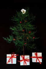 Flat Lay Of needle Leaves In A Shape Of A Christmas Tree with flower and berries, presents gifts box Christmas tree decorated on a black background