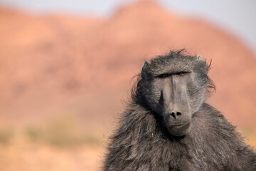 Wild african life. A Large Male Baboon standing in African bushes.