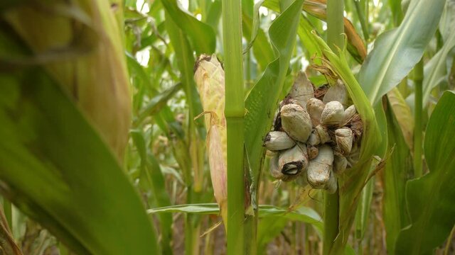 Corn smut fungus plant corn disease