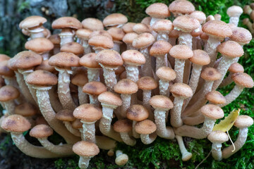 Clusters of mushrooms growing on the trunk of a tree in cloudy weather.