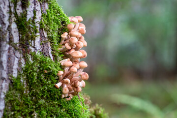 Clusters of small mushrooms growing on the trunk of a tree among moss with a bokeh effect and free space.