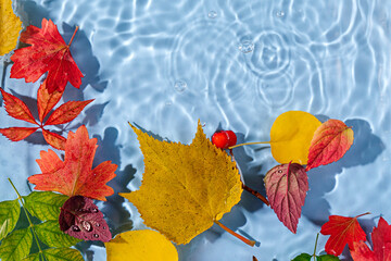 Water ripple with autnm leaves. Trendy  background with Copy space.