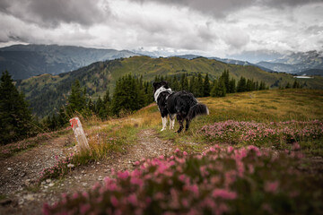 Alpine dog