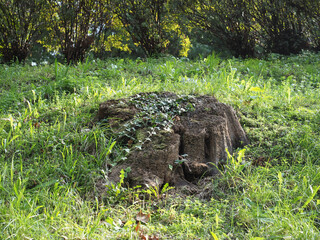 ivy covered tree stump