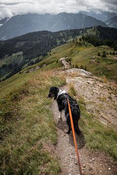 Alpine dog
