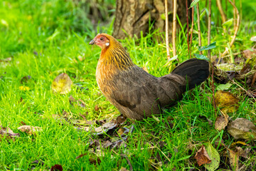 chicken