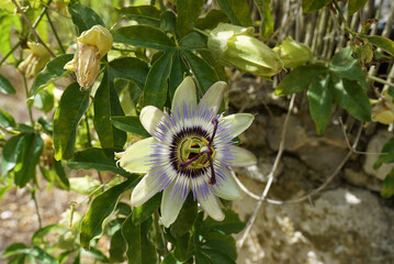Closeup shot of a passiflora growing in a garden