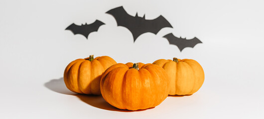 Fresh ripe orange pumpkin on white background. Space with bats Halloween concept