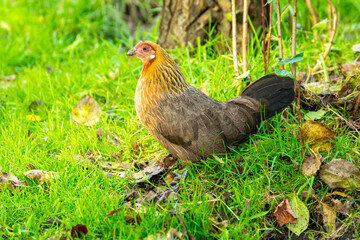 chicken in grass
