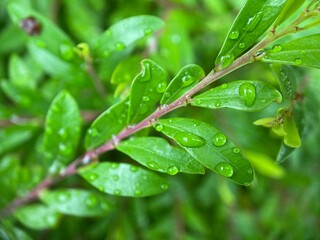 Closeup of raindrops on green leaves.