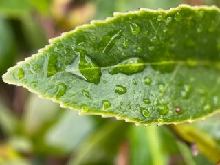 Closeup of raindrops on a green serrated leaf.