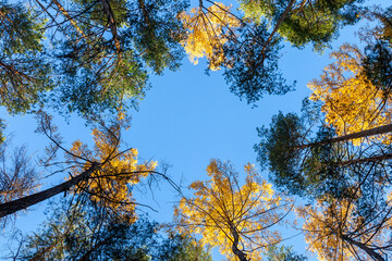 Autumn green and yellow trees against a blue sky. Autumn background. Low angle view trees forest