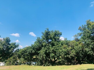 Fototapeta premium tree in the field with beautiful view