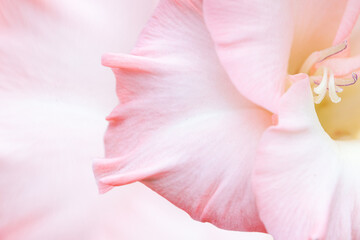 Delicate pink gladiolus flower petal close-up. Pink floral background