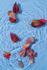 Water ripple with autnm leaves. Trendy  background with Copy space.