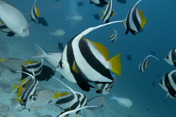 Fototapeta na wymiar Tropical Banner Fish Underwater