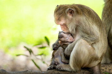 Baby monkeys are happy to suckle their mother's milk.