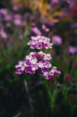 flowers in the garden