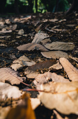 Obraz premium fallen autumn leaves