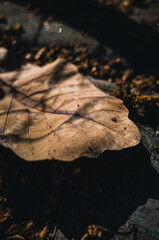 autumn leaf on the ground