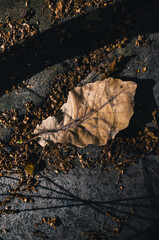 autumn leaf on the ground
