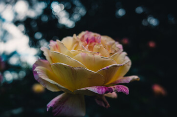 Close up of a rose