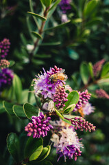 Purple flowers in the garden
