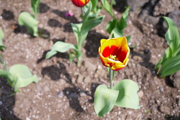 Tulip in garden