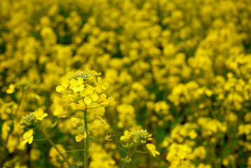 rape flower in jeju island